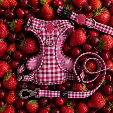 Walk + Wear | Dog Collar | Teaberry Plaid