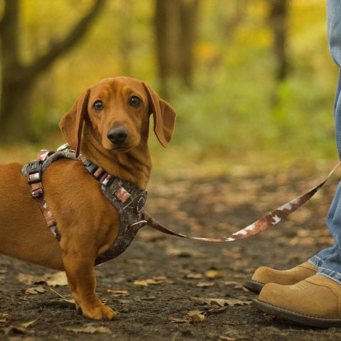 3-Click Tough Step-in Dog + Puppy Harness | Howdy Cowdog