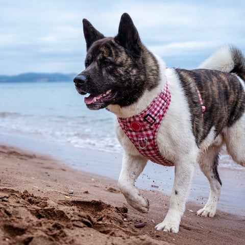 3-Click Tough Step-in Dog + Puppy Harness | Teaberry Plaid