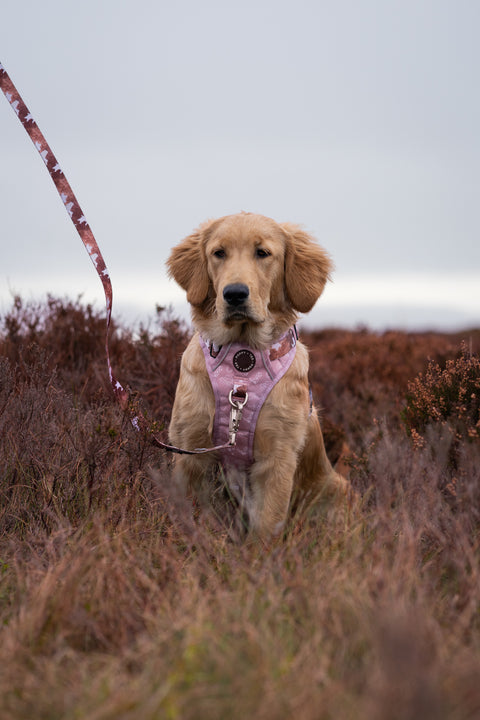 3-Click Tough Step-in Dog + Puppy Harness | Yeehaw Cowgirl