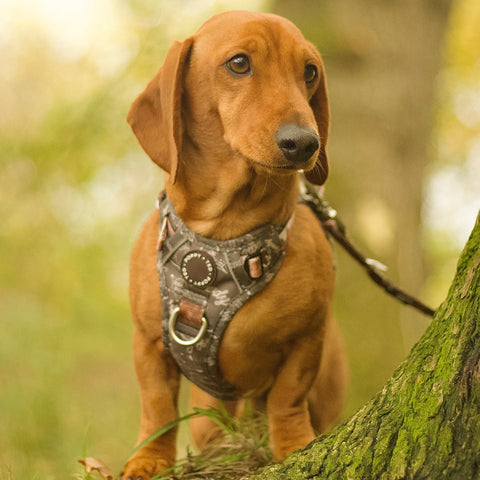 3-Click Tough Step-in Dog + Puppy Harness | Howdy Cowdog