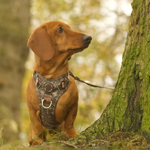 3-Click Tough Step-in Dog + Puppy Harness | Howdy Cowdog