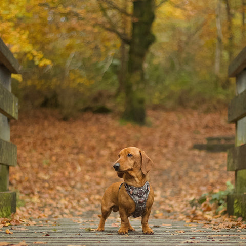 Dog standing on a wooden path in a forest with autumn leaves