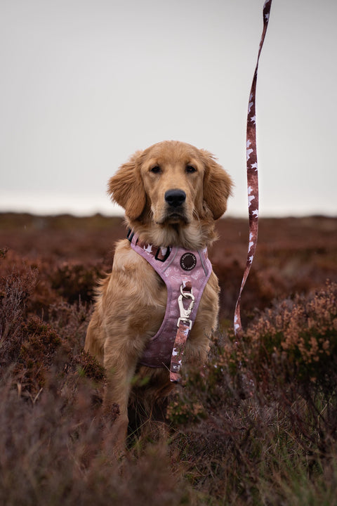 3-Click Tough Step-in Dog + Puppy Harness | Yeehaw Cowgirl