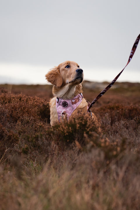 3-Click Tough Step-in Dog + Puppy Harness | Yeehaw Cowgirl