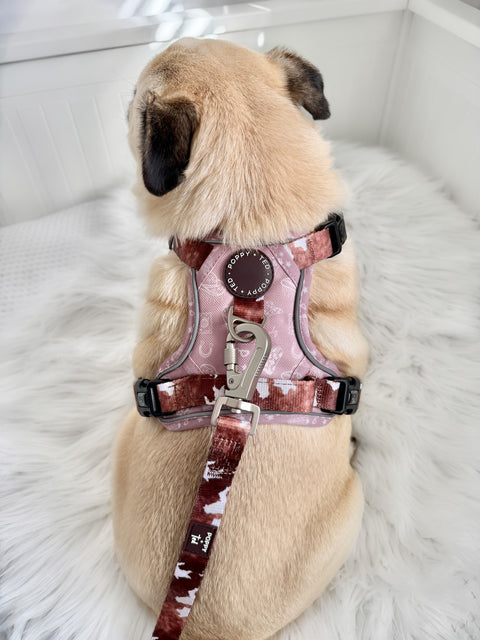 3-Click Tough Step-in Dog + Puppy Harness | Yeehaw Cowgirl