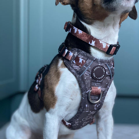 Jack Russell wearing a poppy + ted patterned dog harness and collar