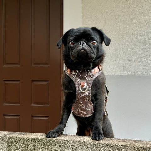 Black pug wearing a cow print poppy + ted dog harness on a stone ledge outside a building.
