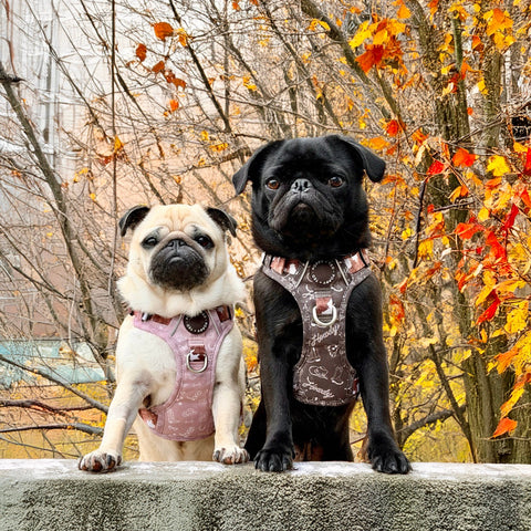 Two dogs, one black and one white, standing on a ledge with autumn trees in the background.