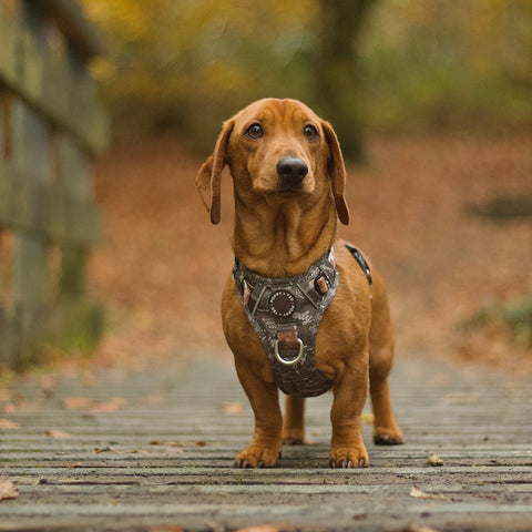 dachshund wearing cow print poppy + ted dog harness 