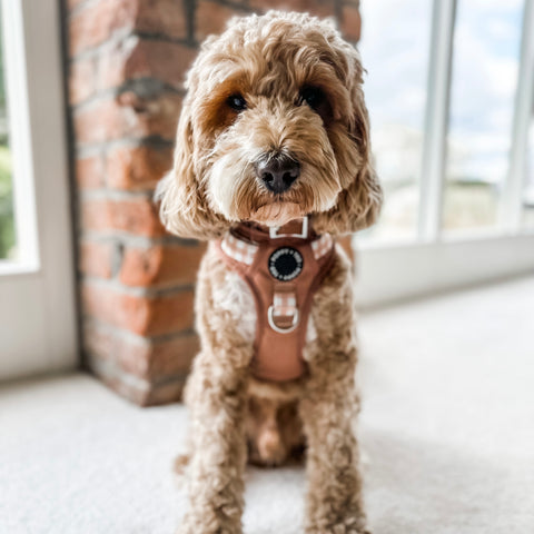Luxe Collection | 3-Click Tough Harness | Tan Plaid