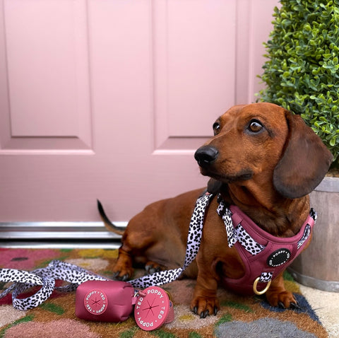 Luxe Collection | Poop Bag Holder | Berry