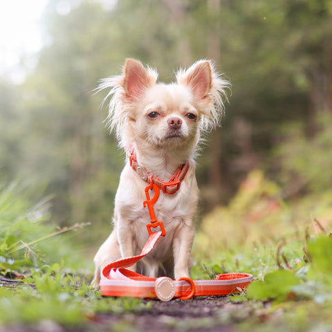 Ombré Essentials | Dog Collar | Auburn Orange