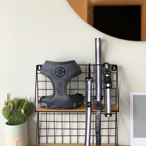 Essentials Collection | Dog Collar | Grey