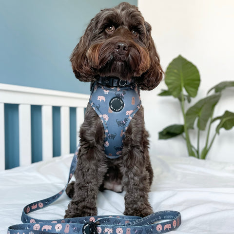 Cockapoo/Cavapoo/Doodle Lead: Breed Collection