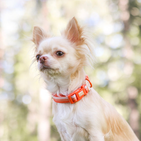 Ombré Essentials | Dog Collar | Auburn Orange