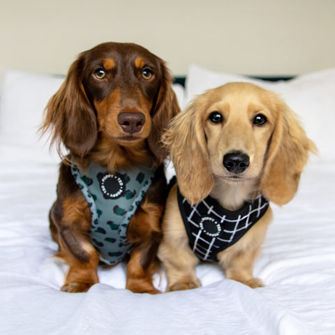 Walk + Wear | Adjustable Dog Harness | Wild Leopard - Khaki