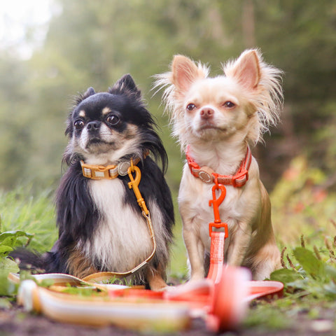 Ombré Essentials | Dog Collar | Auburn Orange