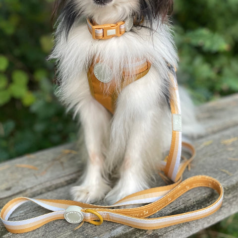 Ombré Essentials | Dog Collar | Yellow Gold