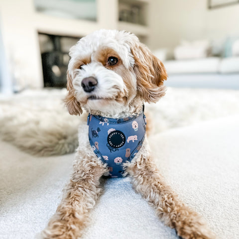 Cockapoo/Cavapoo/Doodle Harness: Breed Collection