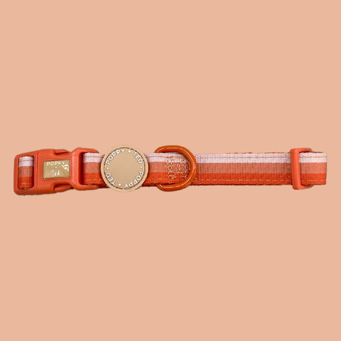 Ombré Essentials | Dog Collar | Auburn Orange