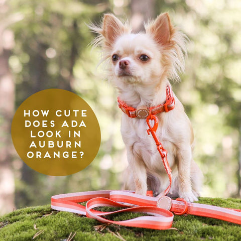 Ombré Essentials | Dog Collar | Auburn Orange